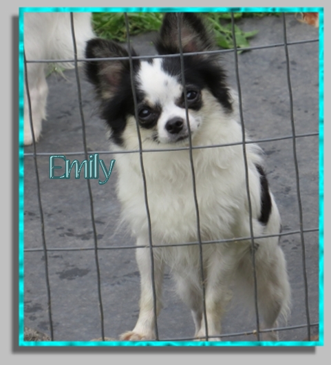 Oneway Emilys Fee